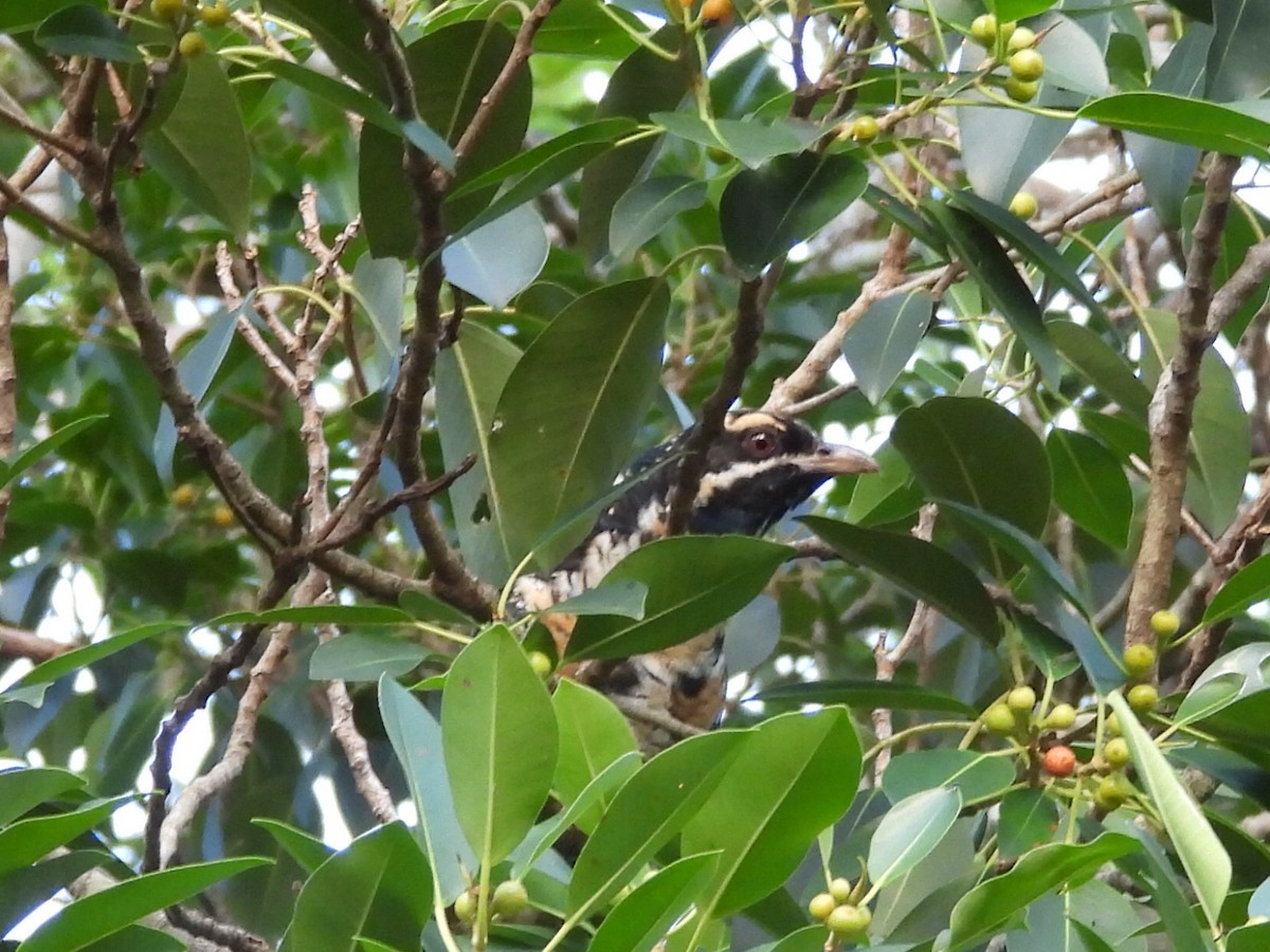 Pacific Koel - ML615812605