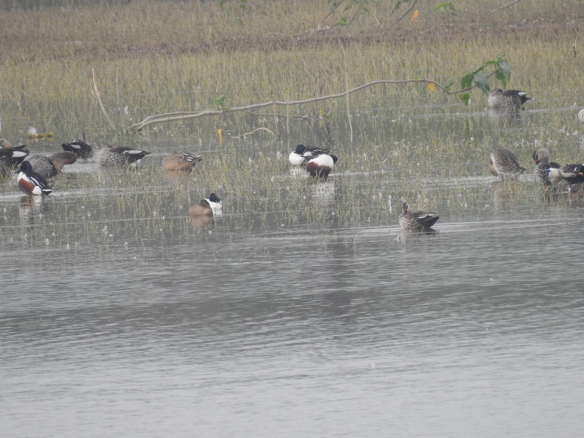 Northern Shoveler - Sureshbabu K