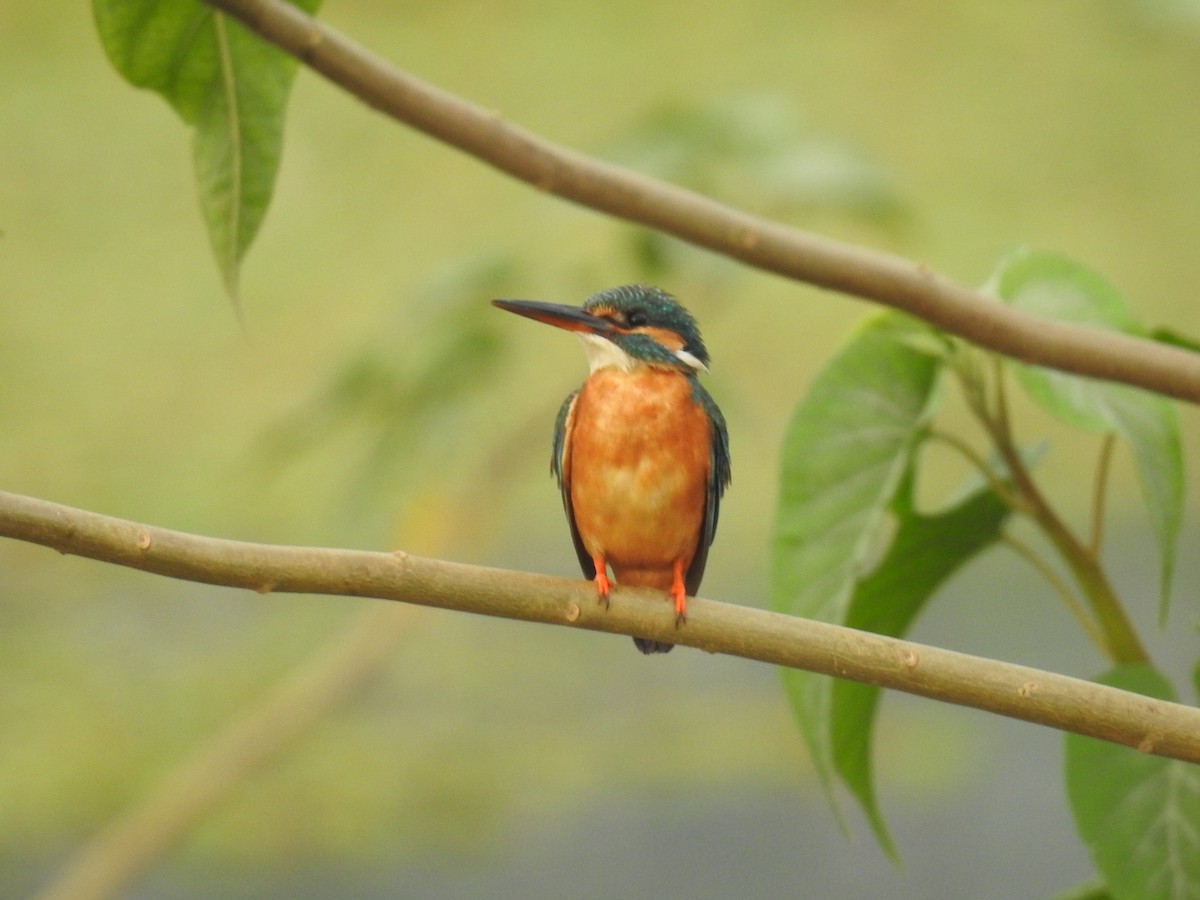 Common Kingfisher - Sureshbabu K