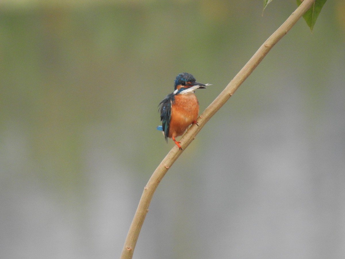 Common Kingfisher - Sureshbabu K