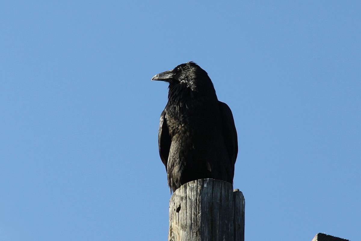 Common Raven - ML615812697