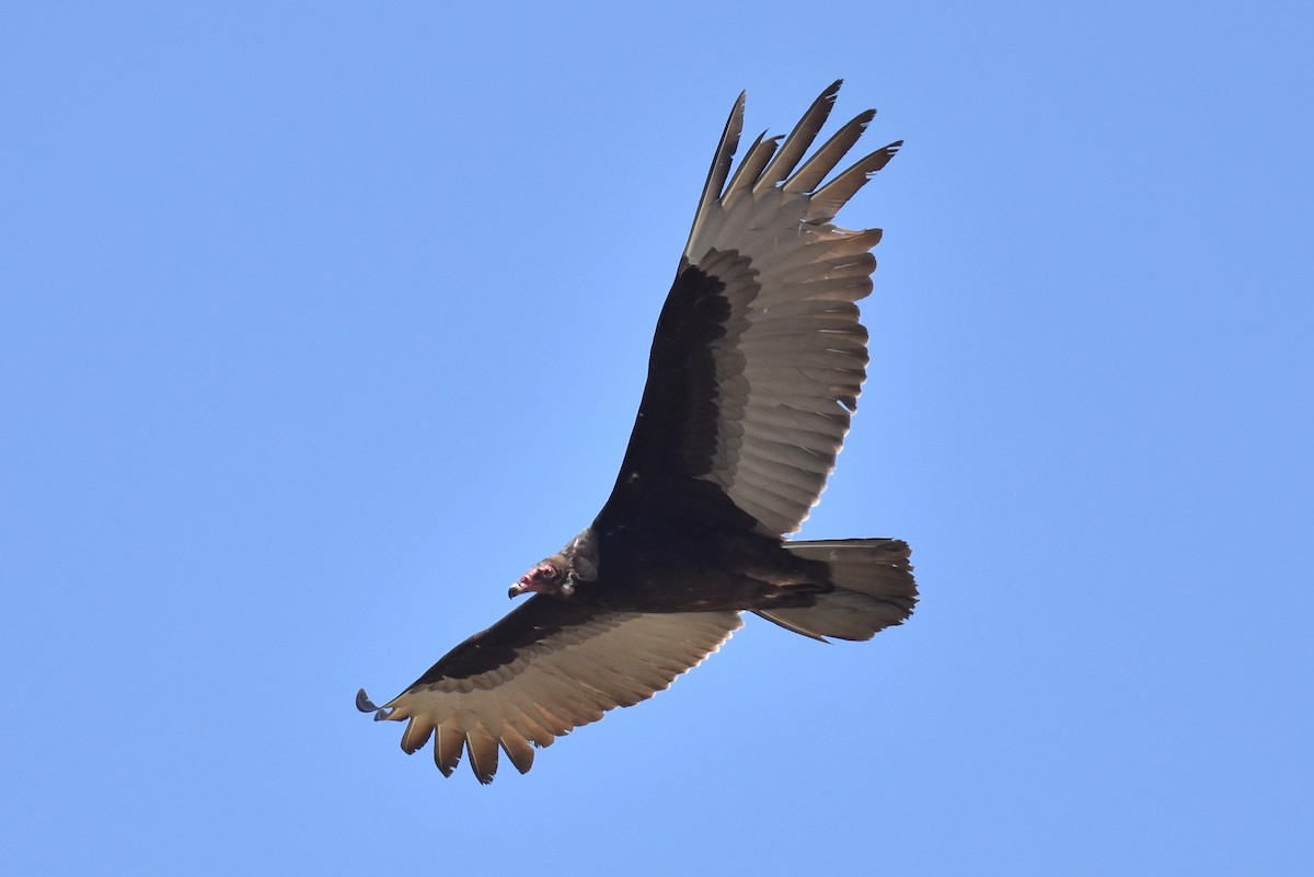 Turkey Vulture - Naresh Satyan