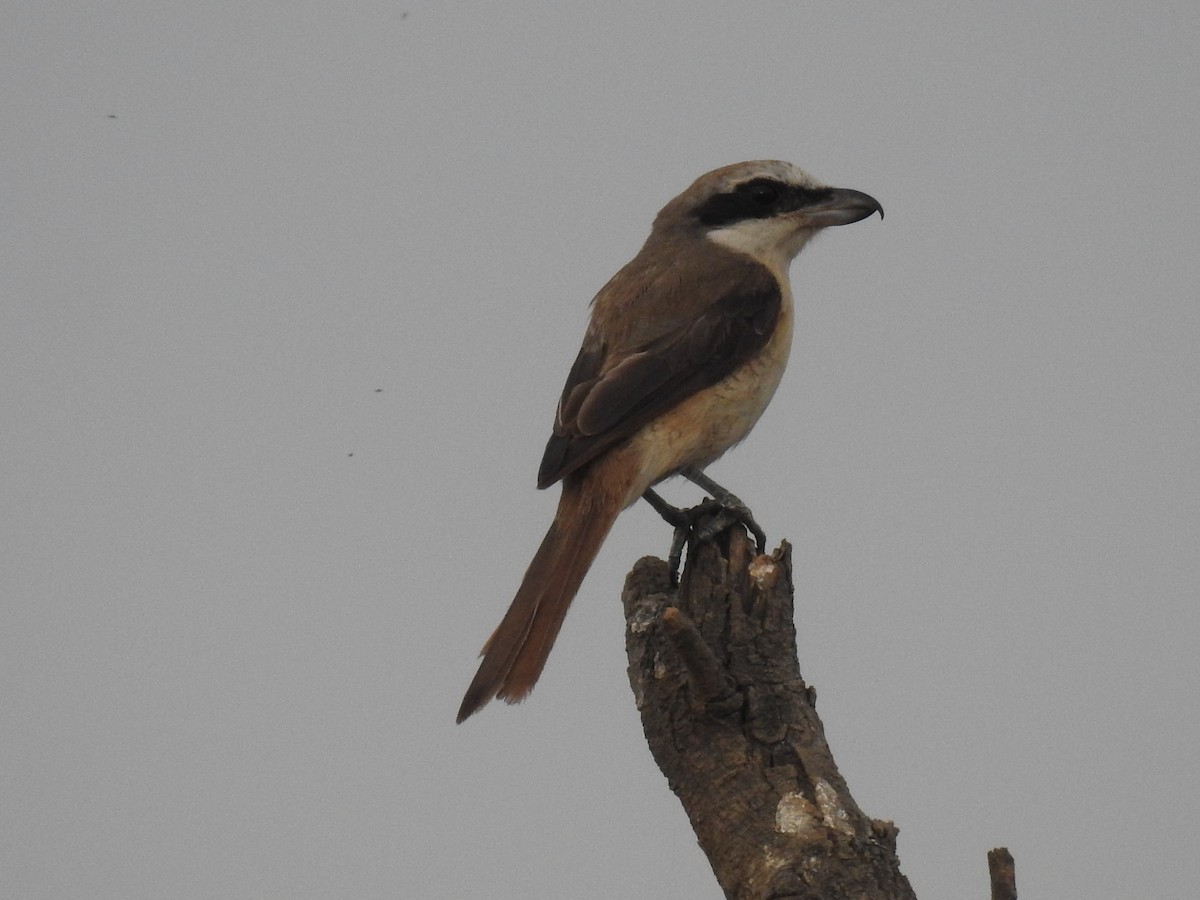 Brown Shrike - ML615812745