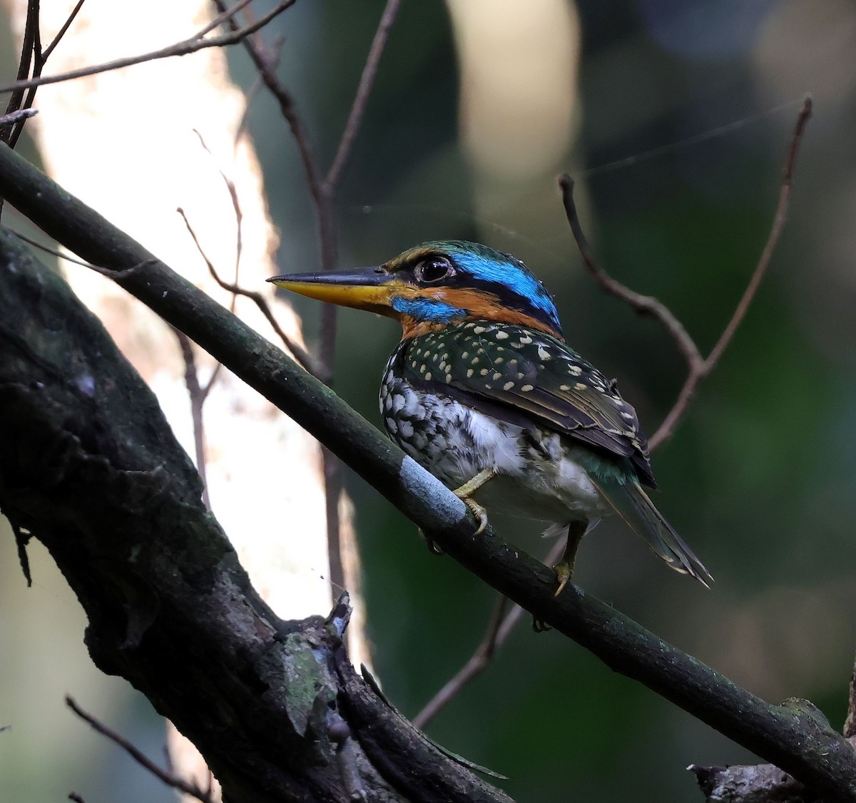Spotted Kingfisher - Mika Ohtonen