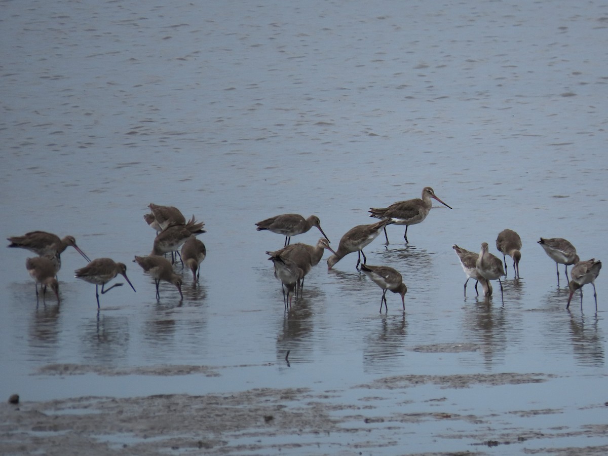 Black-tailed Godwit - ML615812841