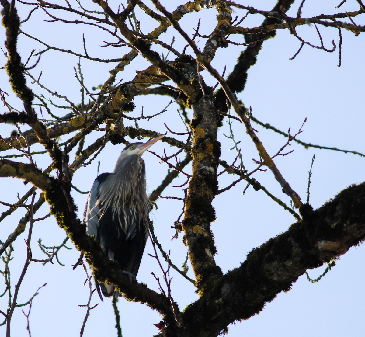 Great Blue Heron - ML615812847