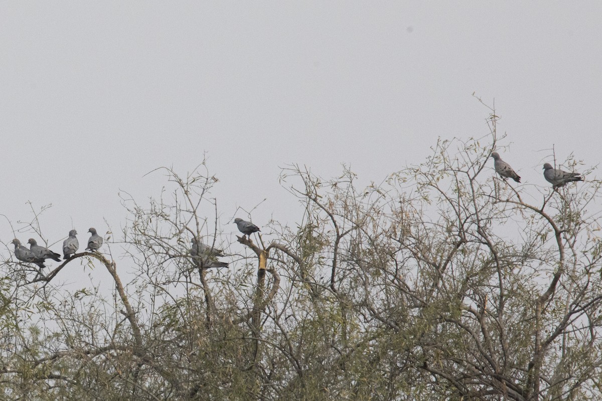 Yellow-eyed Pigeon - ML615812849