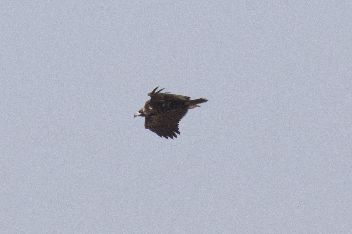 Egyptian Vulture - ML615812853