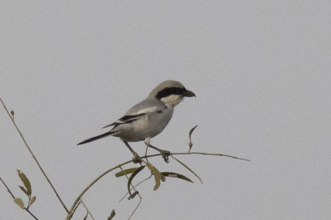 Great Gray Shrike - ML615812876