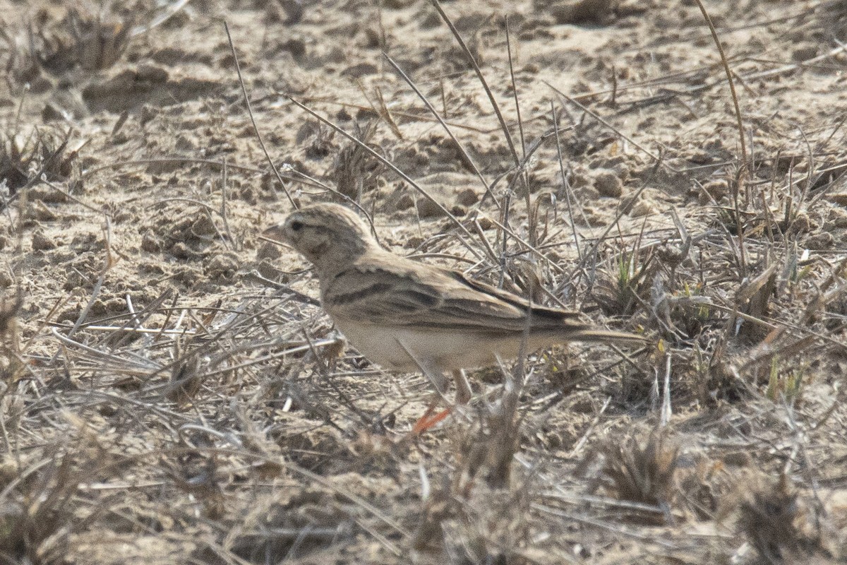 Greater Short-toed Lark - Nazes Afroz