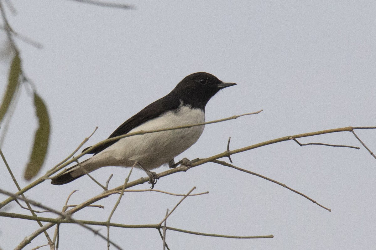 Variable Wheatear - ML615812885