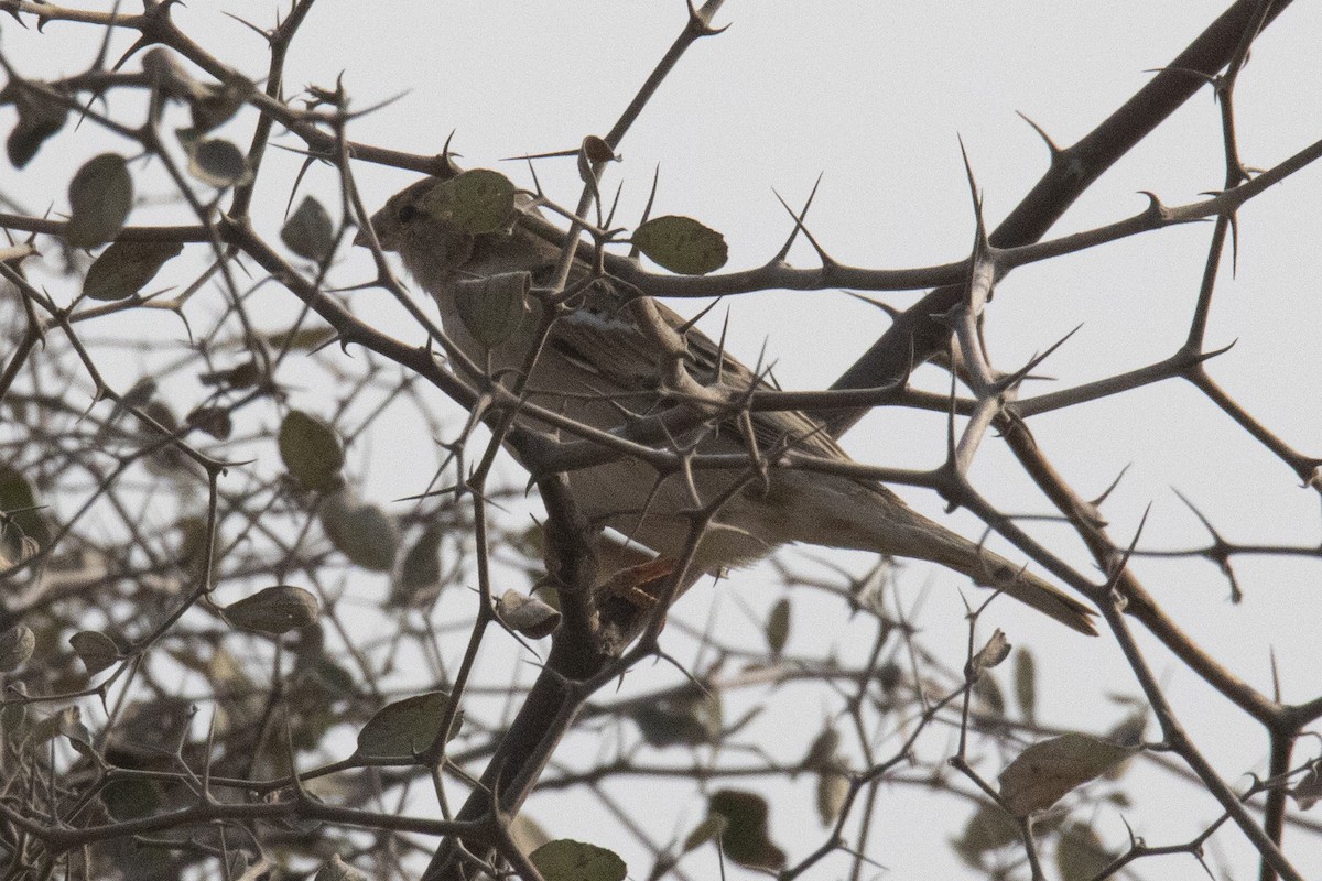 House Sparrow - ML615812891