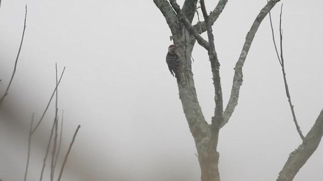 Fulvous-breasted Woodpecker - ML615812939