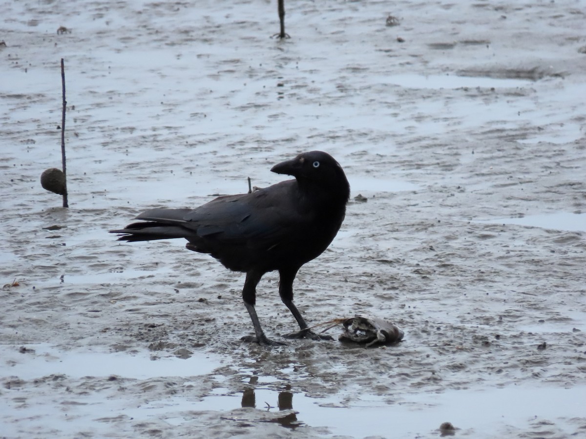 Torresian Crow - Rolo Rodsey