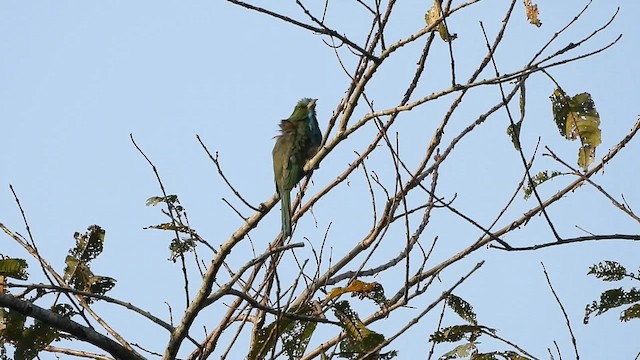 Blue-bearded Bee-eater - ML615813095