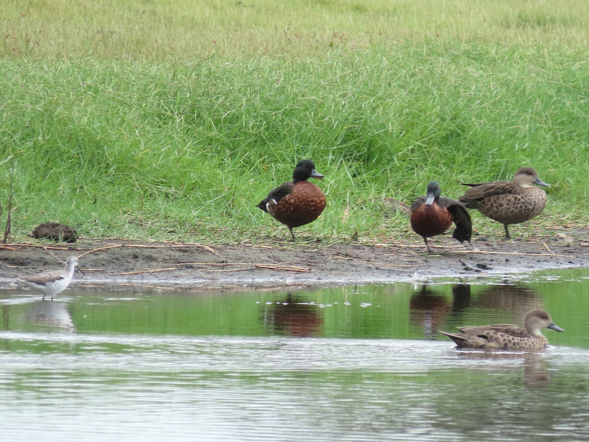 Chestnut Teal - ML615813167