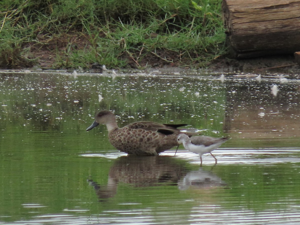 Chestnut Teal - ML615813181