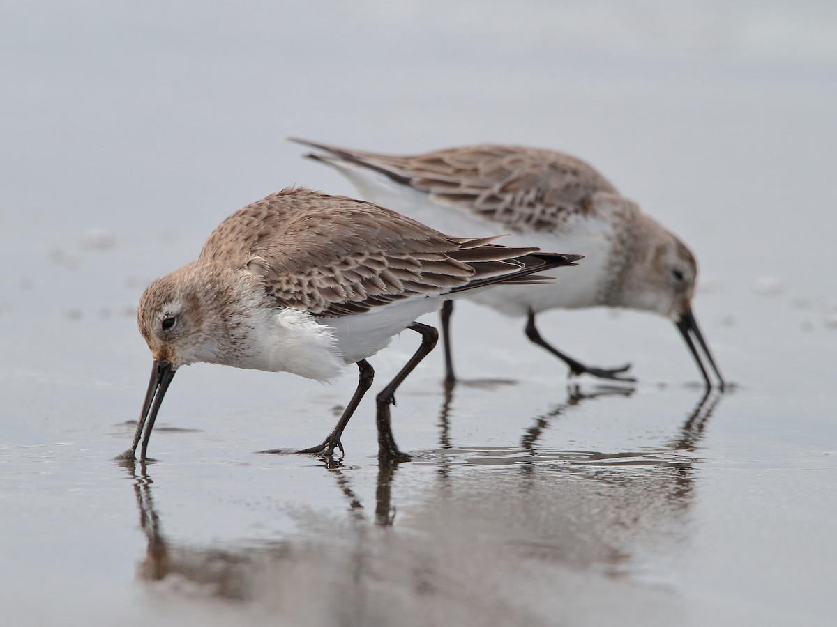 Dunlin - ML615813188