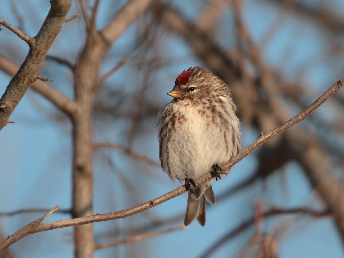 Common Redpoll - ML615813191