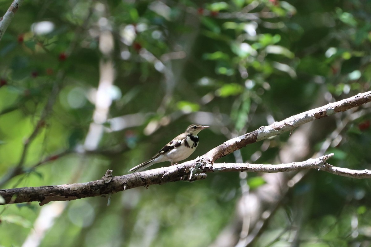 Forest Wagtail - ML615813194