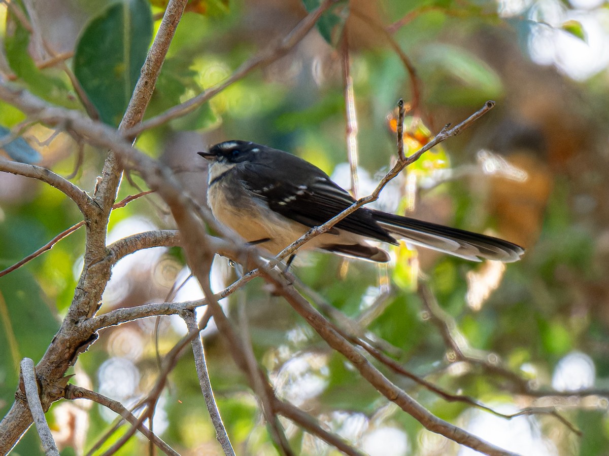 Gray Fantail - Ed Rice