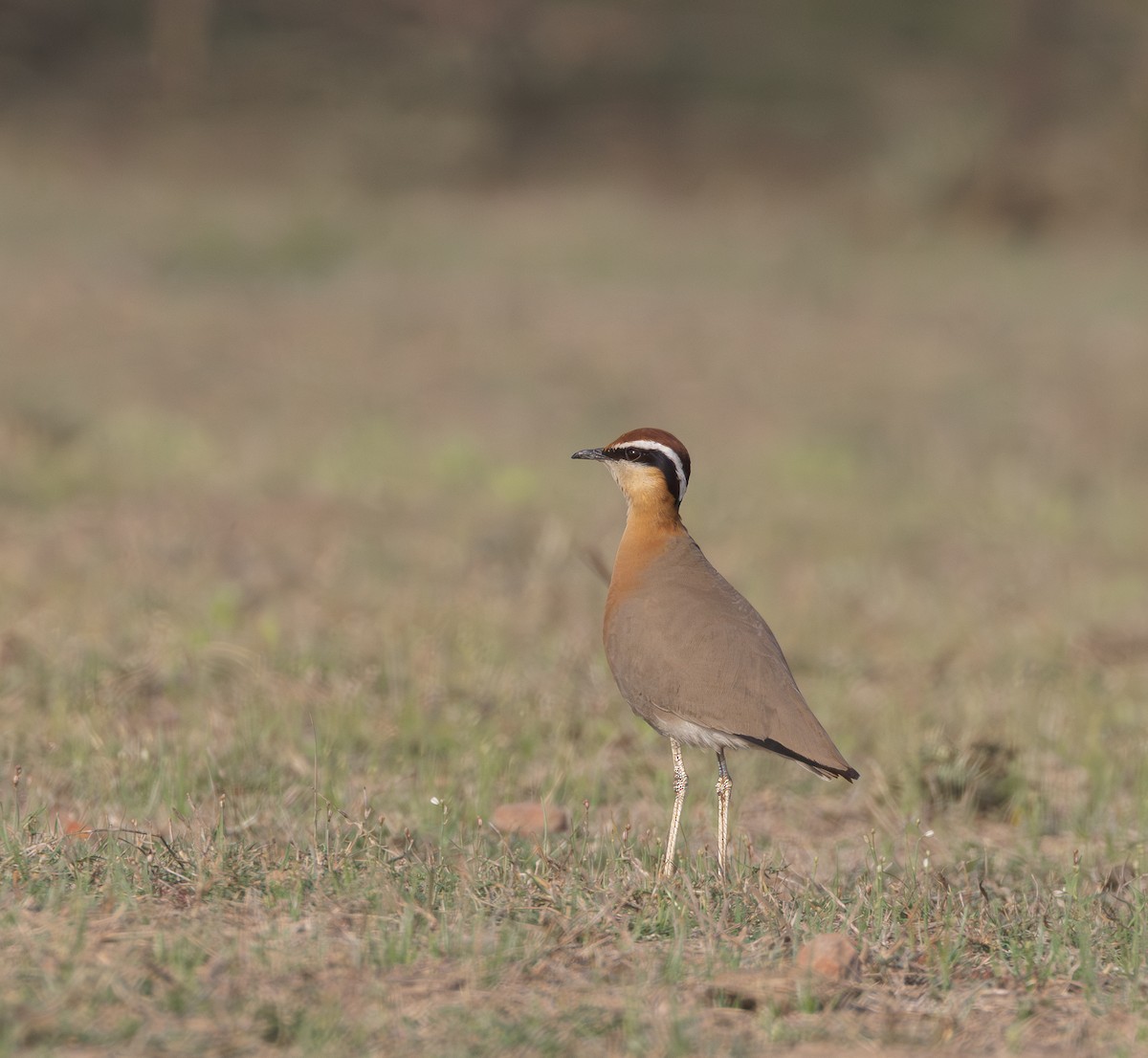 Indian Courser - ML615813321