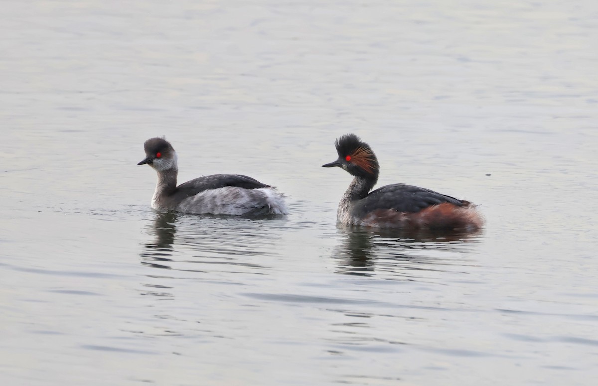 Eared Grebe - ML615813328