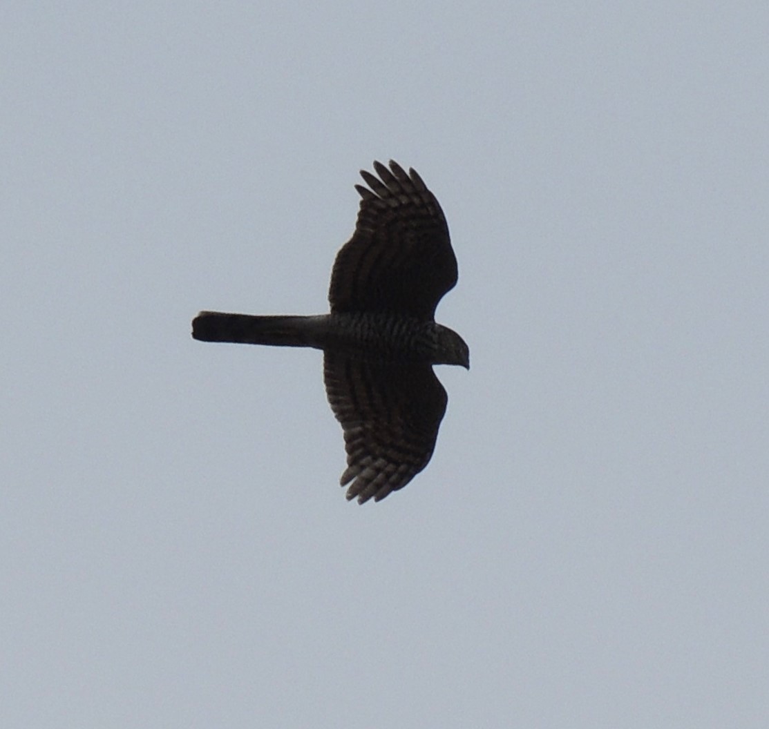 Eurasian Sparrowhawk - ML615813344