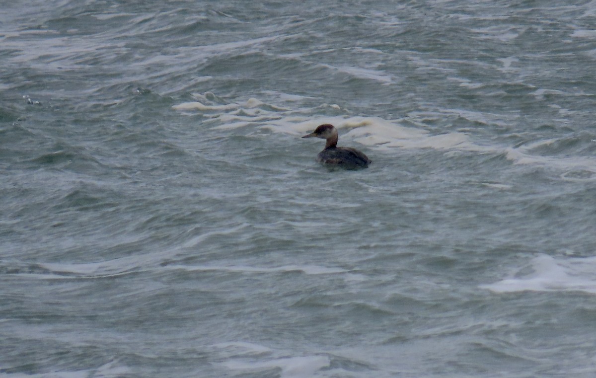 Red-necked Grebe - ML615813348