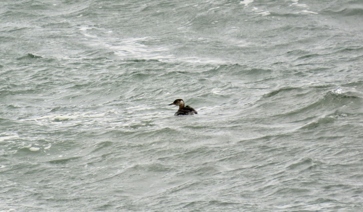 Red-necked Grebe - ML615813351