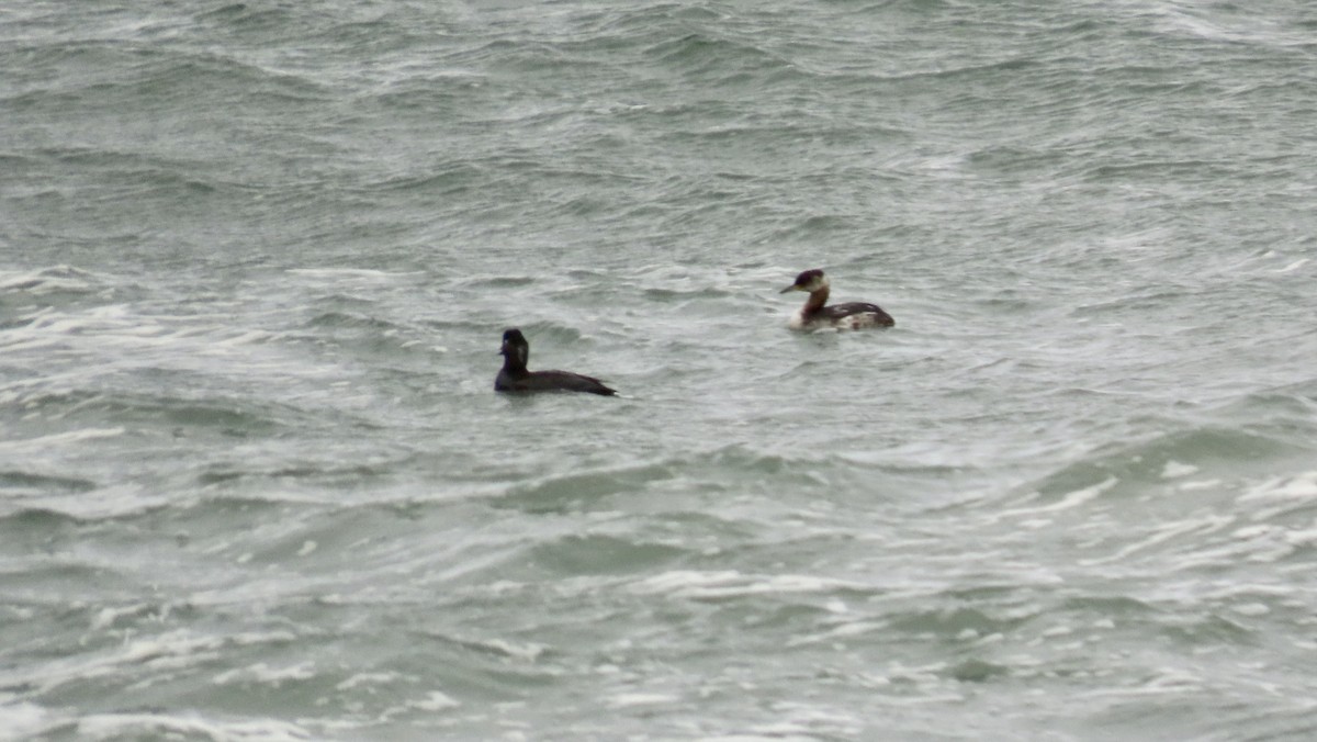 Red-necked Grebe - ML615813352