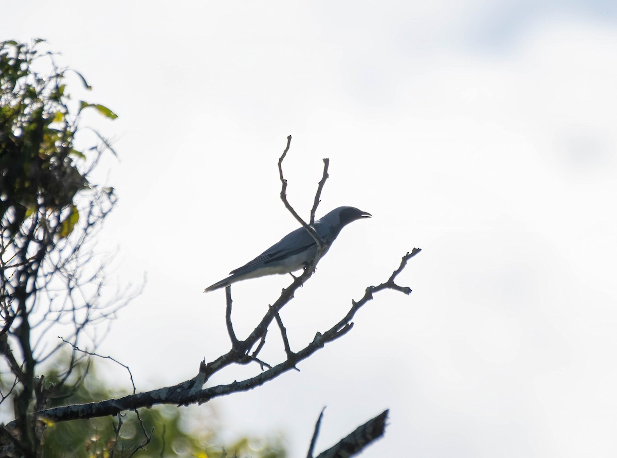 Black-faced Cuckooshrike - ML615813424