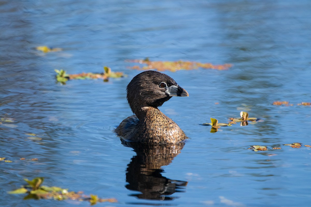 Pied-billed Grebe - ML615813457