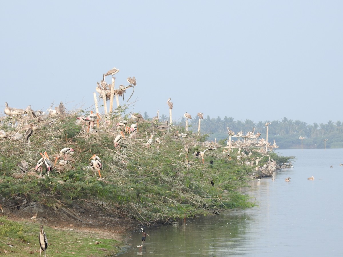 Painted Stork - ML615813458