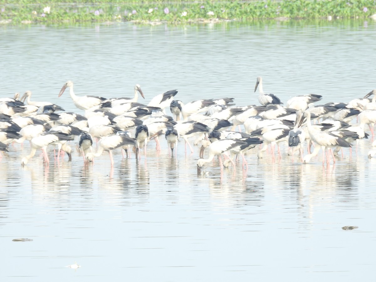 Asian Openbill - ML615813462