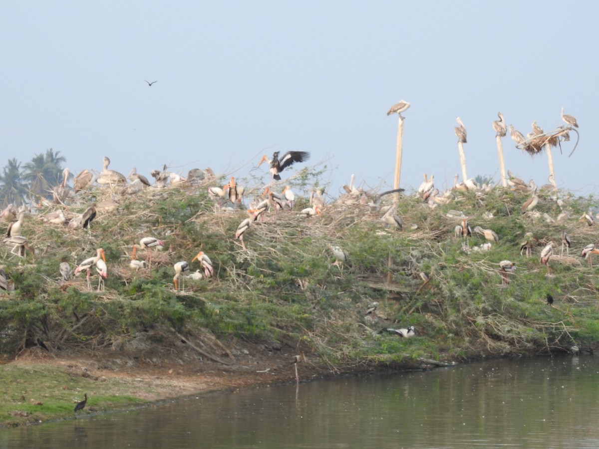 Spot-billed Pelican - ML615813472
