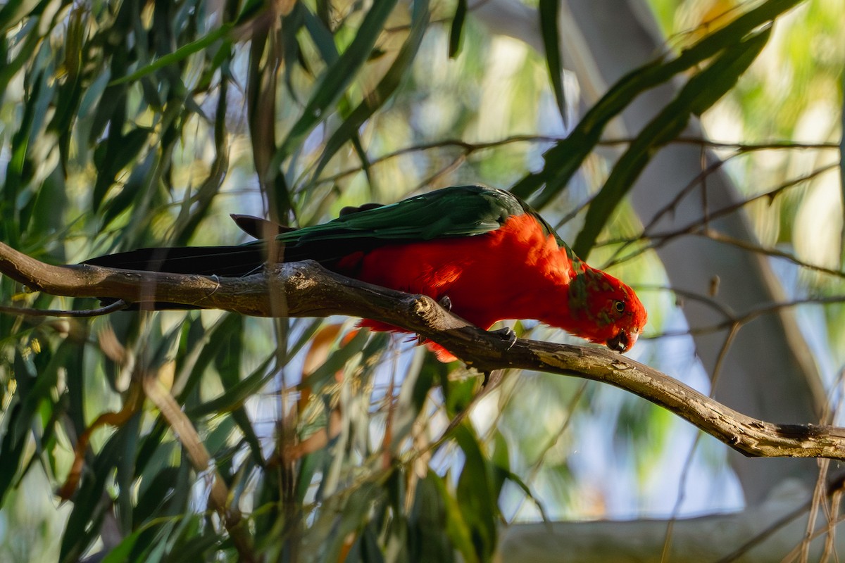 Australian King-Parrot - Gary Dickson