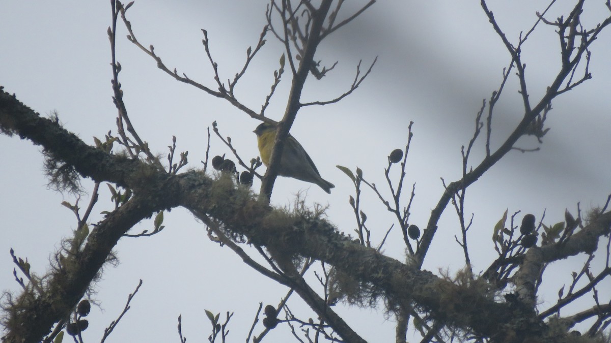 Eurasian Siskin - ML615813565