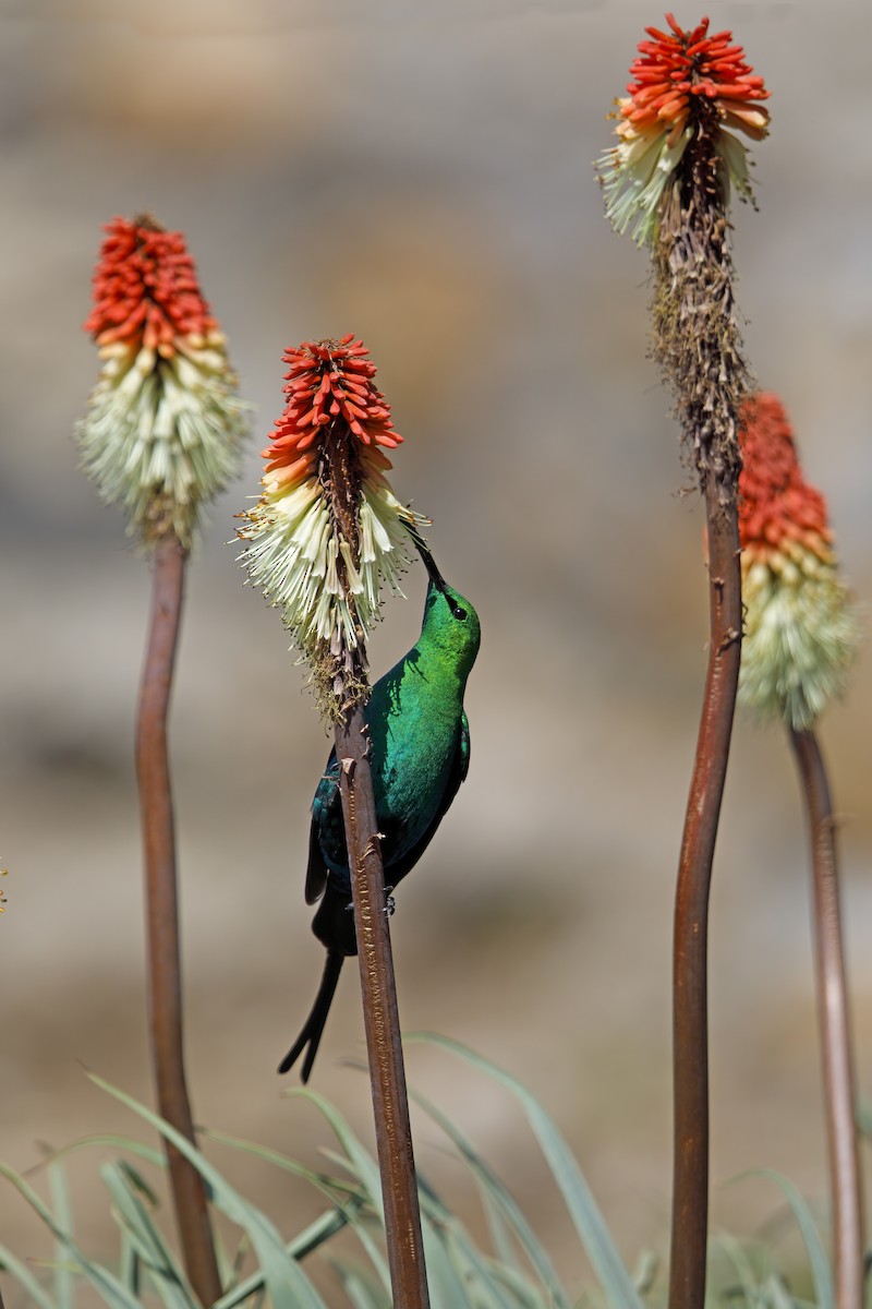 Malachite Sunbird - Marco Valentini