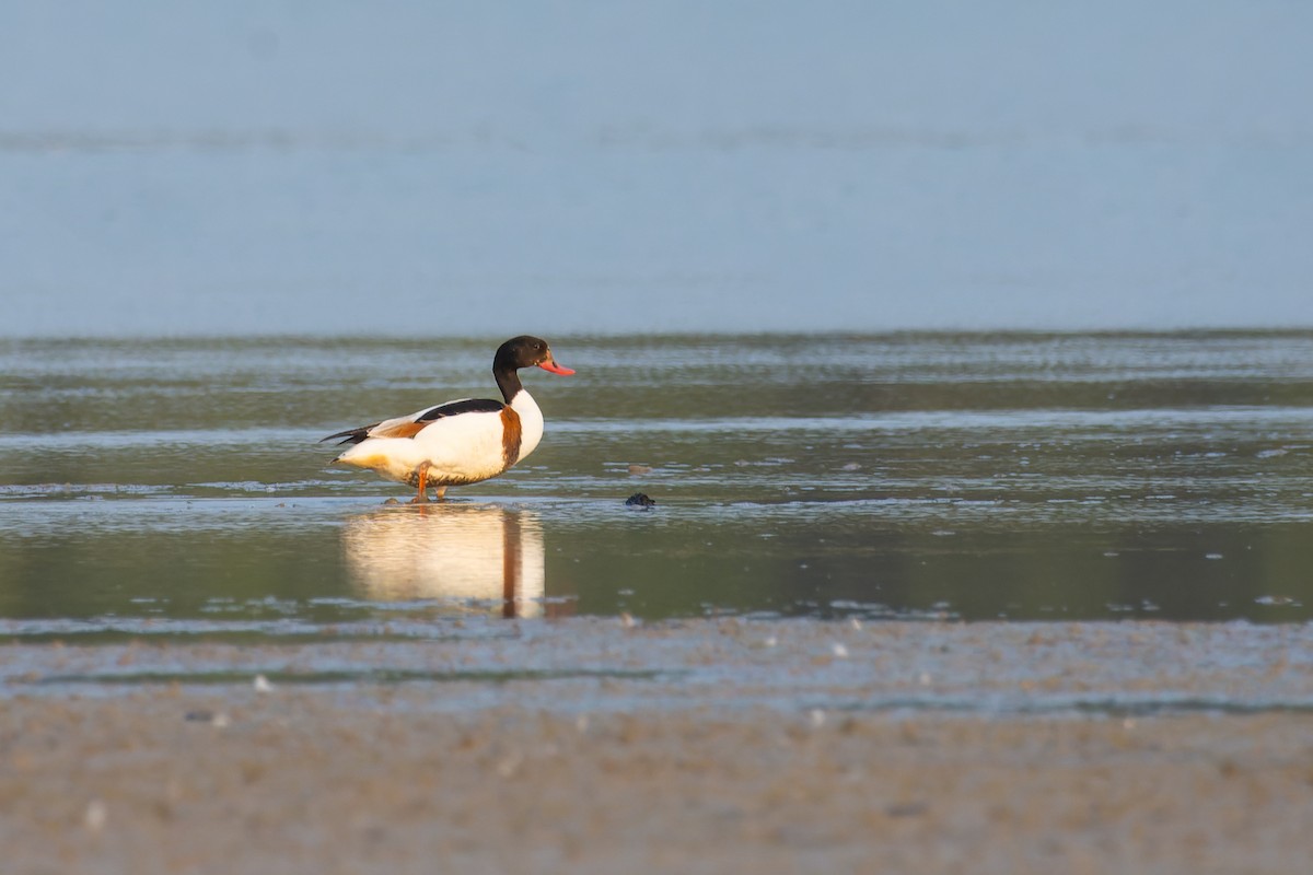 Common Shelduck - ML615813580