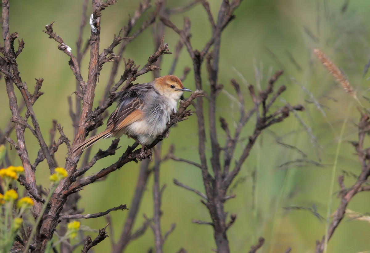 Levaillant's Cisticola - ML615813609