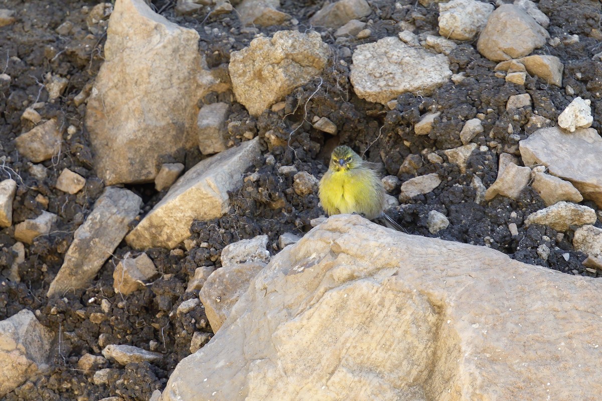 Drakensberg Siskin - ML615813641