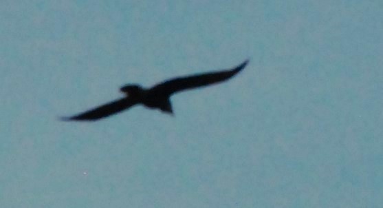 Common Raven - ML615813654