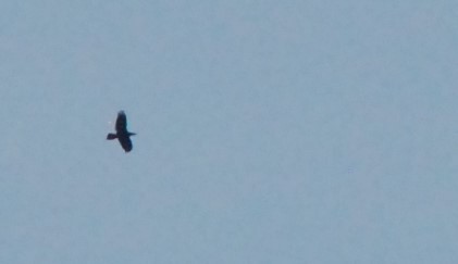 Common Raven - ML615813655