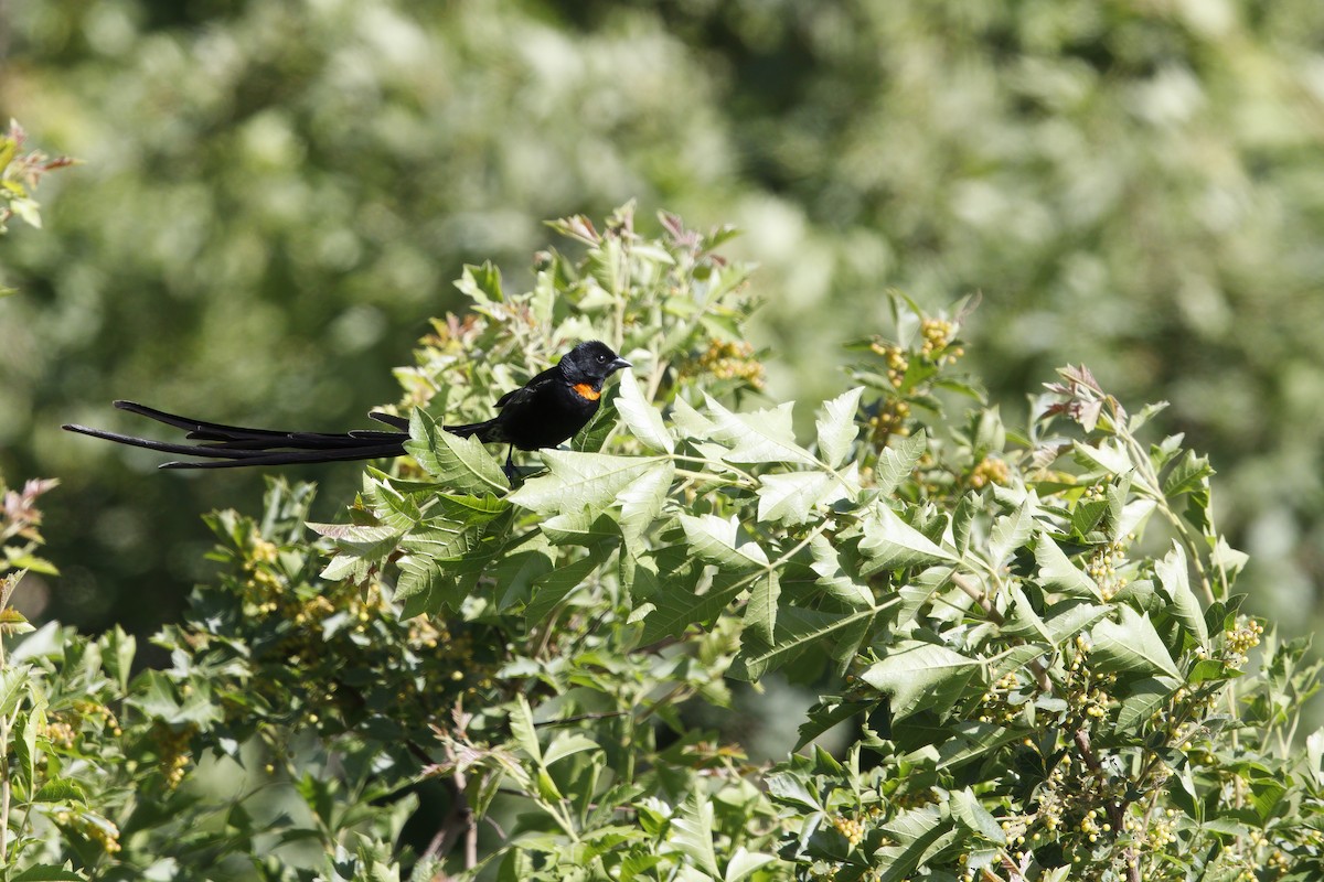 Red-collared Widowbird - Marco Valentini