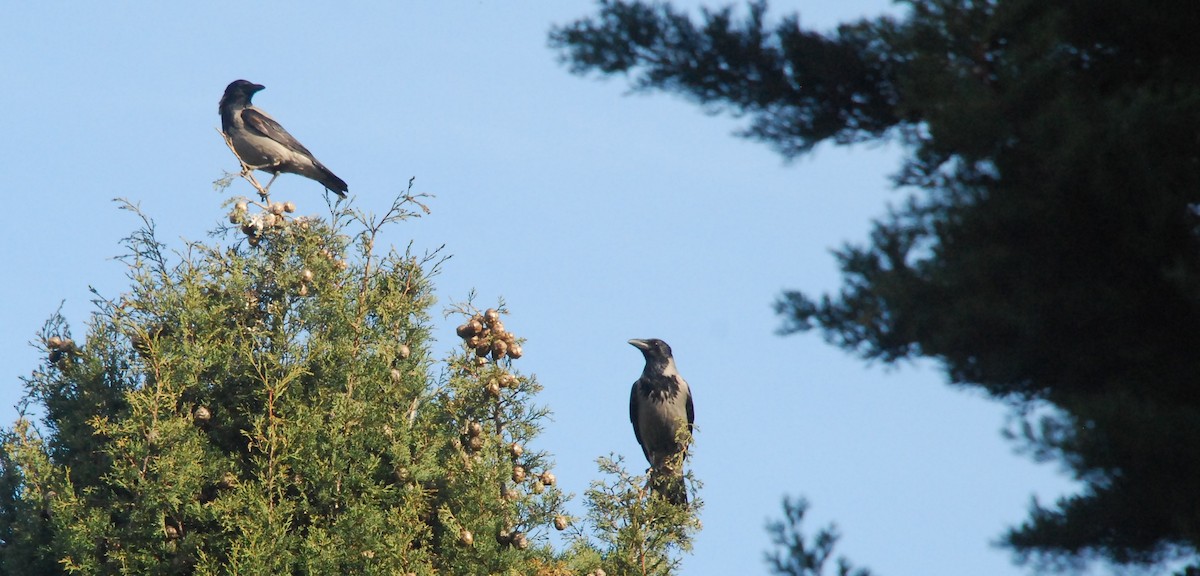 Hooded Crow - ML615813660