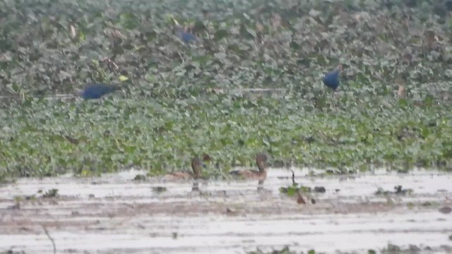 Fulvous Whistling-Duck - ML615813662