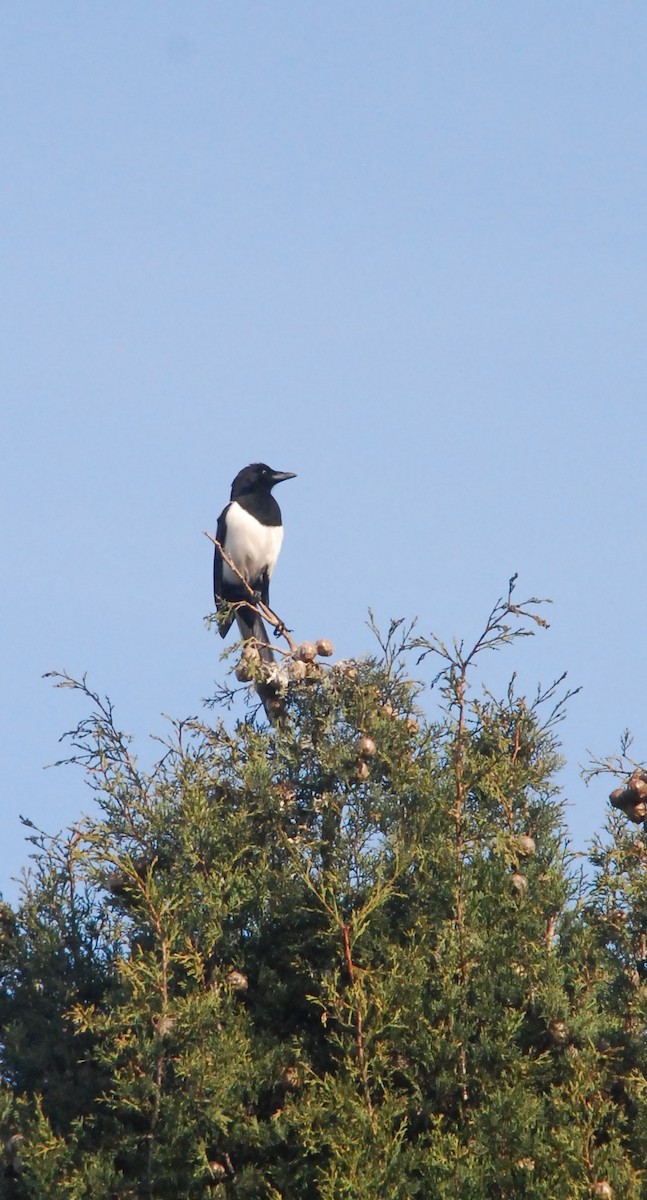 Eurasian Magpie - ML615813668