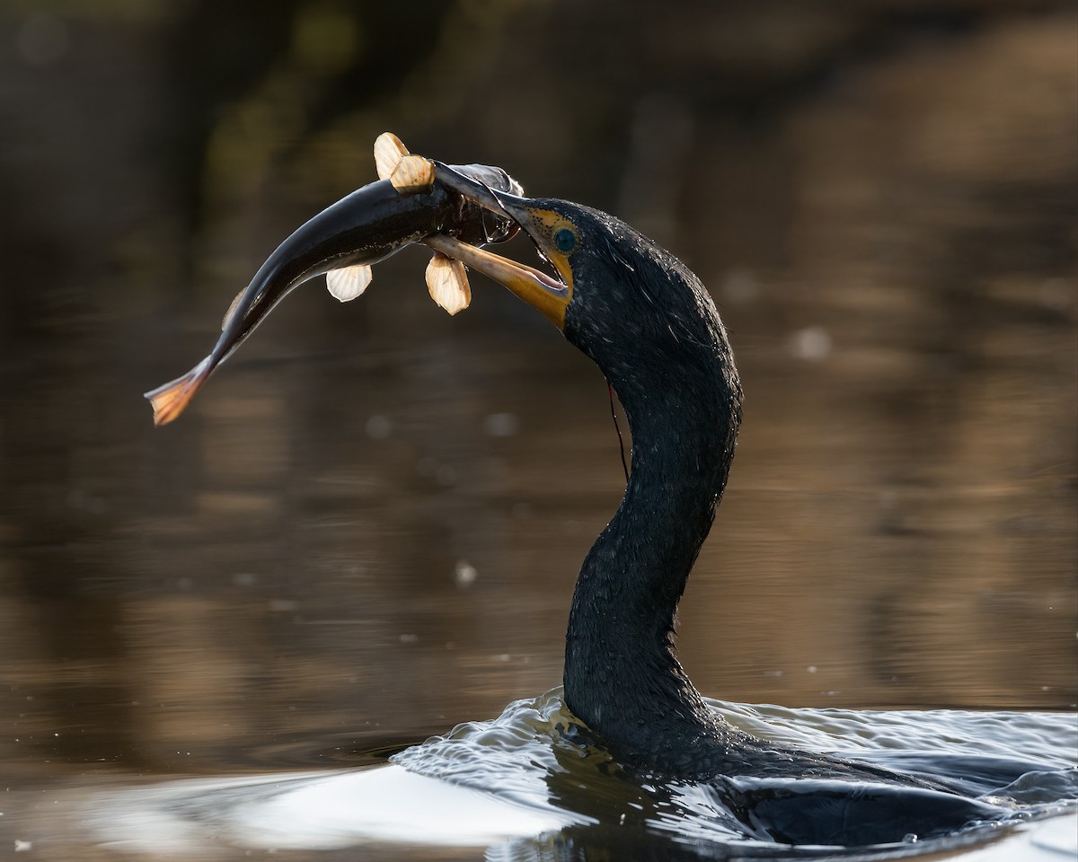 Double-crested Cormorant - In Your Location