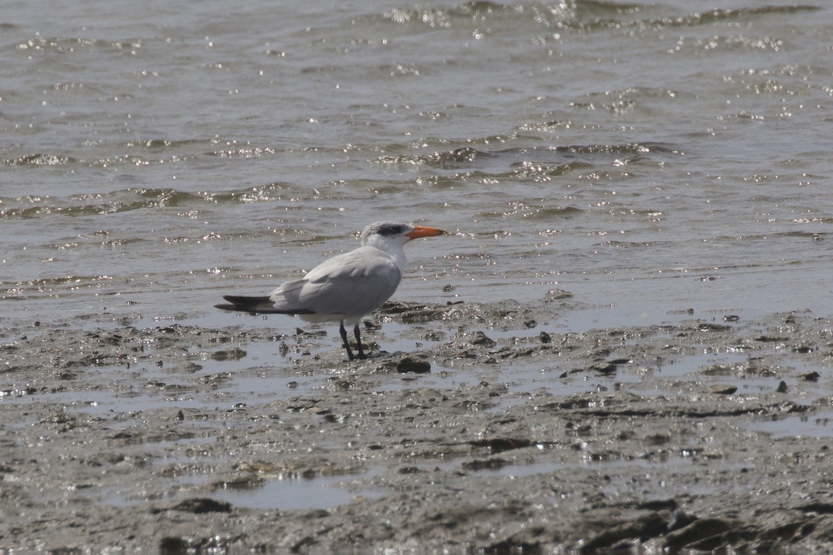 Caspian Tern - ML615813726